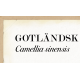 Skolplansch - Gotländsk teplanta (detalj)