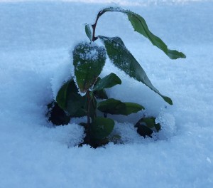 Teplanta i snö